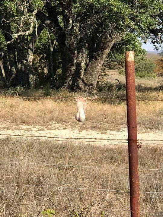 In response to the squirrel picture. There's worse. Barbed wire is a threat.