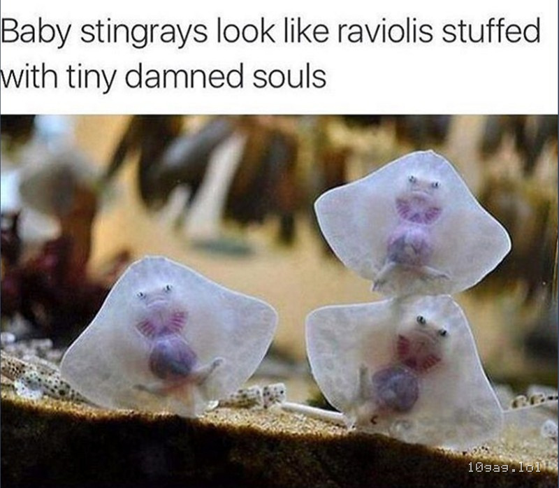 Baby stingrays