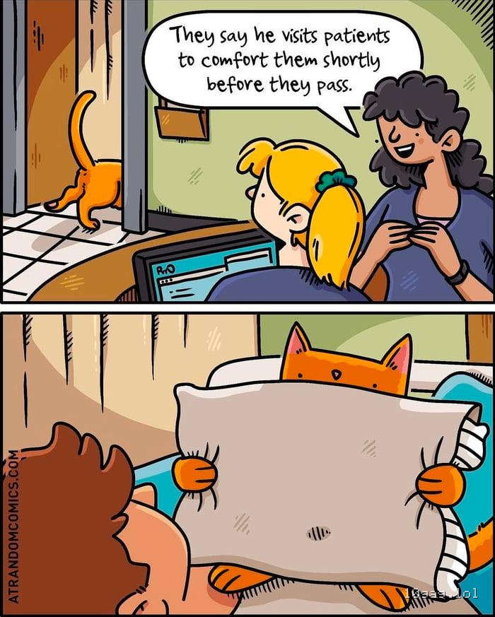Always the orange cat