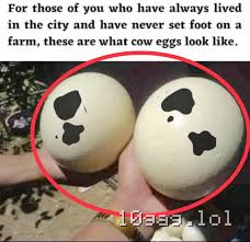 Yes this is how cow eggs look look like