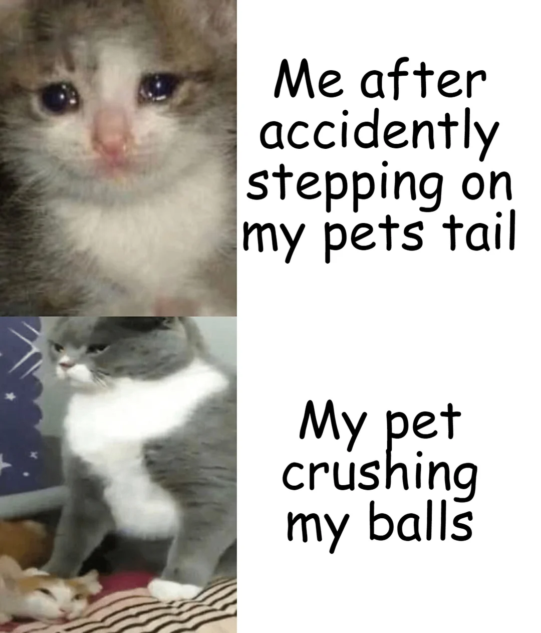 pets