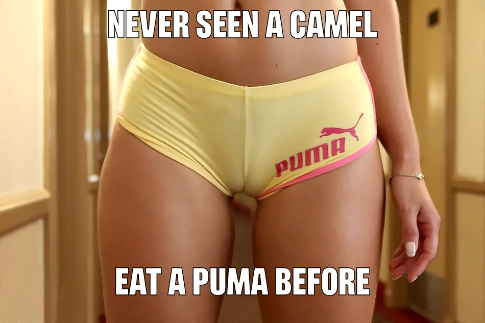 camel