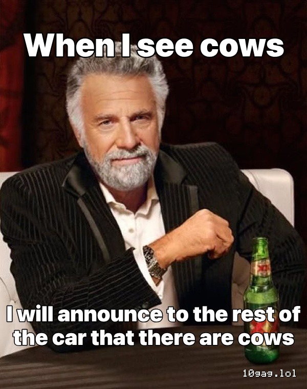 COWS!